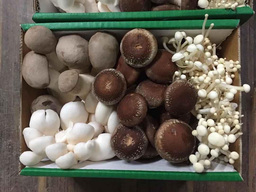 绿色有机蘑菇，鲜味看得见 | 澳洲首都堪培拉的Gooda Creek农场蘑菇进入悉尼通利连锁超市啦！ - 26