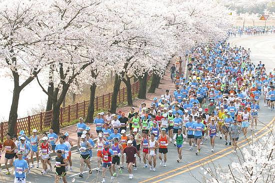 资料图：韩国庆州樱花马拉松比赛（韩媒breaknews）