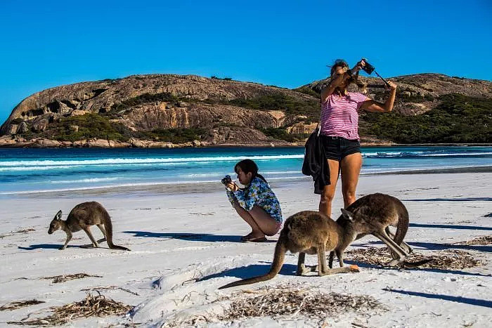罚款1000刀！只因为游客给袋鼠喂食自拍！在澳洲，这些动物千万不能随便喂 - 3