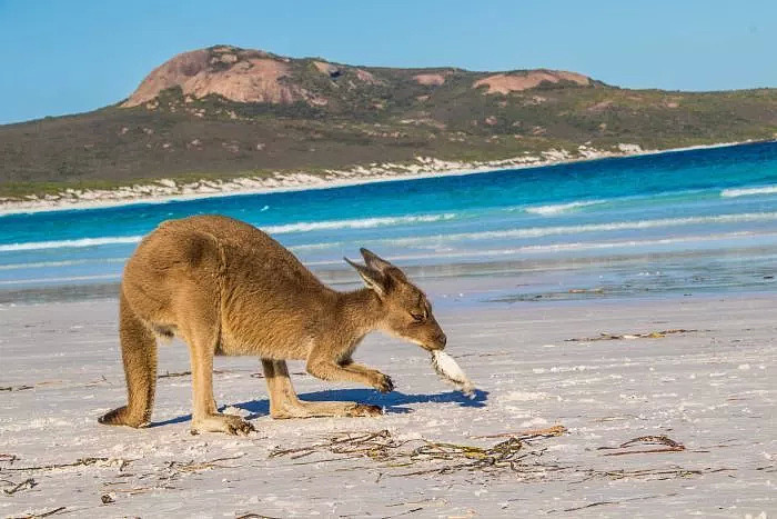 罚款1000刀！只因为游客给袋鼠喂食自拍！在澳洲，这些动物千万不能随便喂 - 8