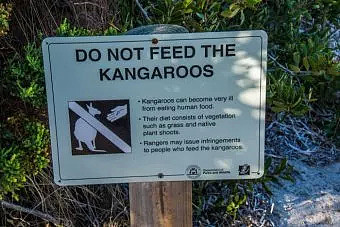 罚款1000刀！只因为游客给袋鼠喂食自拍！在澳洲，这些动物千万不能随便喂 - 9