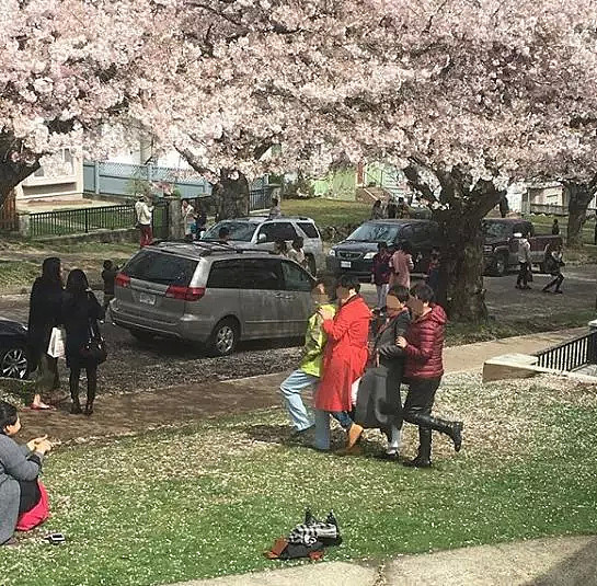 闹上头条！华人私闯民宅拍樱花照，外国房主贴中文警告！（视频/组图） - 17