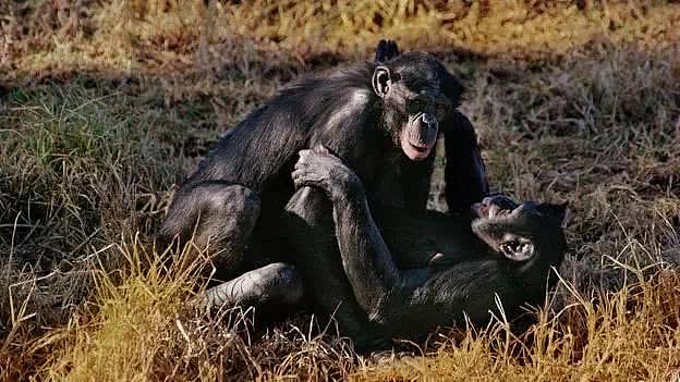 倭猩猩是除了人类之外为数不多使用面对面姿势交配的动物