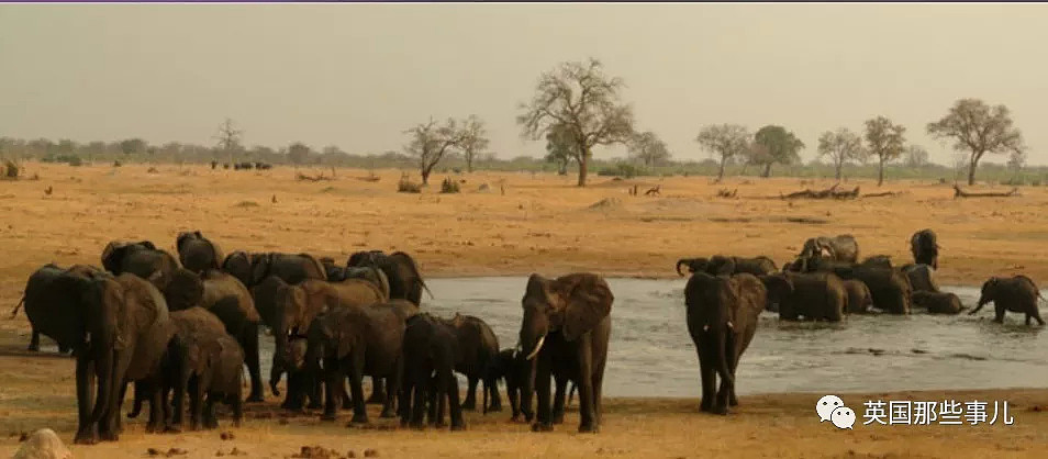 60年杀5000多头非洲象：“从不后悔！我杀它们是为了保护它们”（组图） - 3