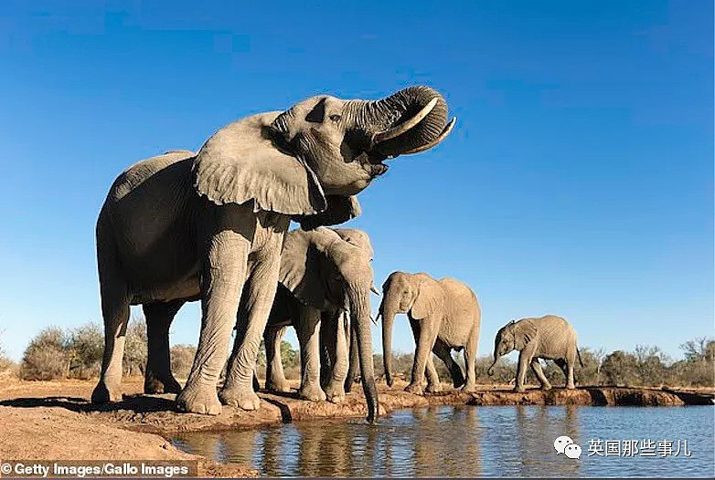 60年杀5000多头非洲象：“从不后悔！我杀它们是为了保护它们”（组图） - 4