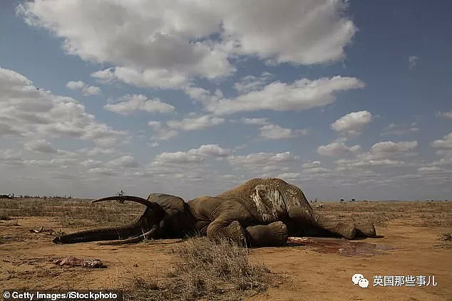 60年杀5000多头非洲象：“从不后悔！我杀它们是为了保护它们”（组图） - 5