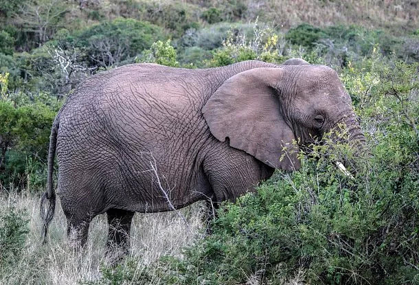 动物比人更懂爱！他从枪口救下7头大象，如今21头大象为他送葬！（视频/组图） - 2
