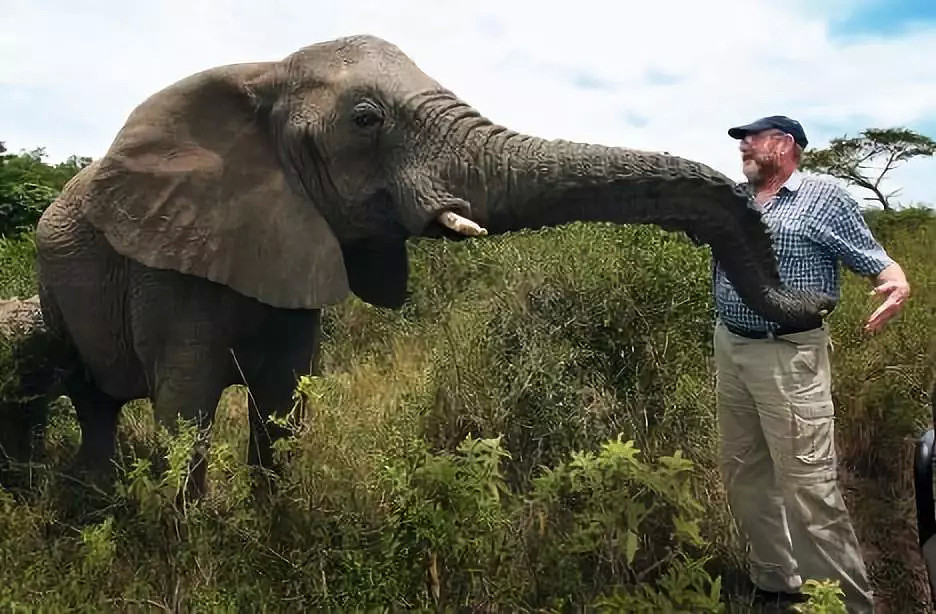 动物比人更懂爱！他从枪口救下7头大象，如今21头大象为他送葬！（视频/组图） - 5