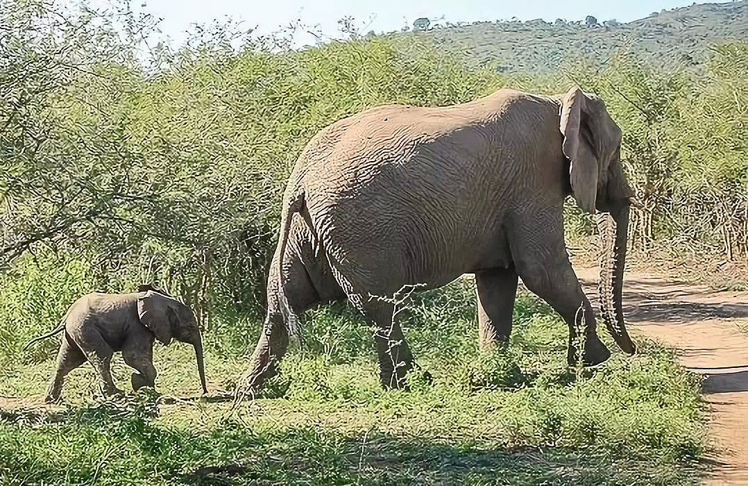 动物比人更懂爱！他从枪口救下7头大象，如今21头大象为他送葬！（视频/组图） - 11