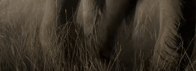 动物比人更懂爱！他从枪口救下7头大象，如今21头大象为他送葬！（视频/组图） - 15