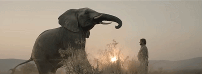 动物比人更懂爱！他从枪口救下7头大象，如今21头大象为他送葬！（视频/组图） - 16