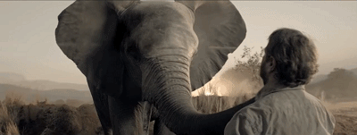 动物比人更懂爱！他从枪口救下7头大象，如今21头大象为他送葬！（视频/组图） - 17