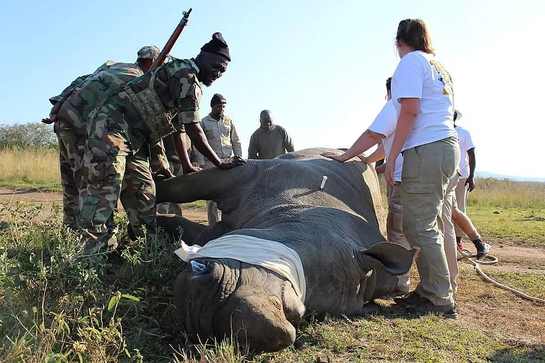 动物比人更懂爱！他从枪口救下7头大象，如今21头大象为他送葬！（视频/组图） - 27