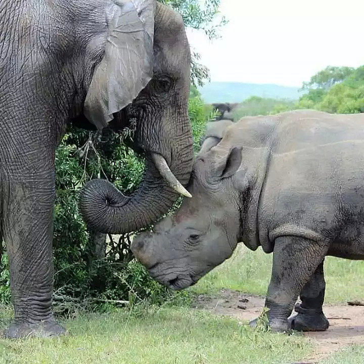 动物比人更懂爱！他从枪口救下7头大象，如今21头大象为他送葬！（视频/组图） - 28