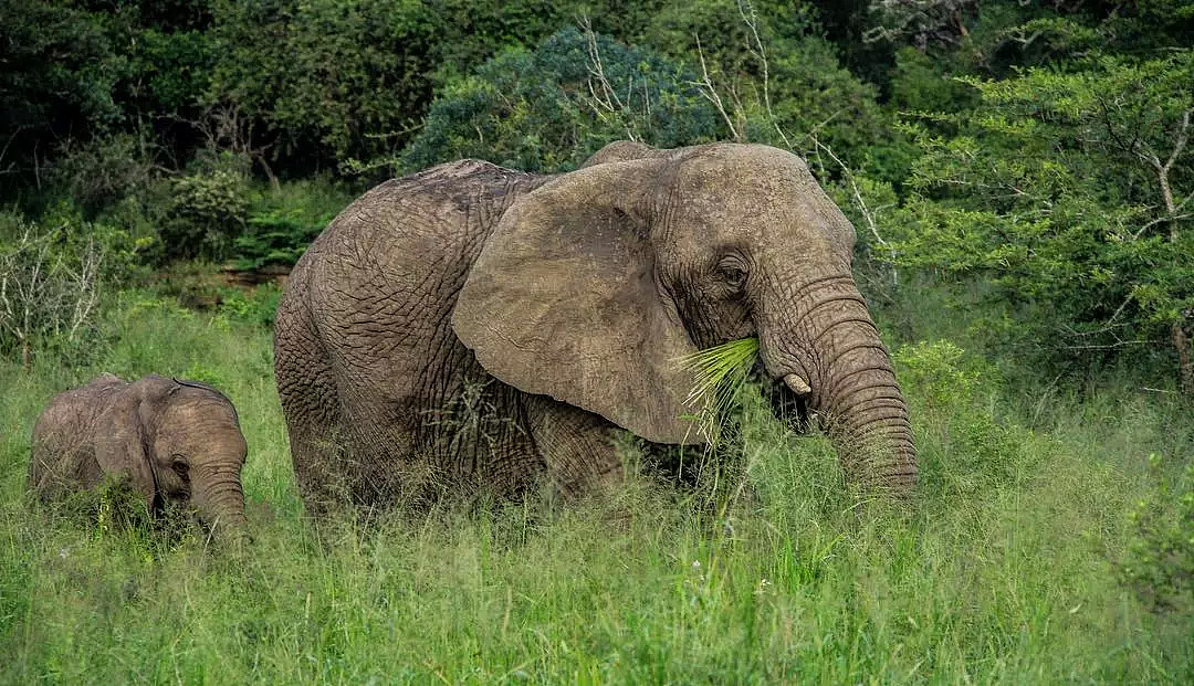 动物比人更懂爱！他从枪口救下7头大象，如今21头大象为他送葬！（视频/组图） - 31