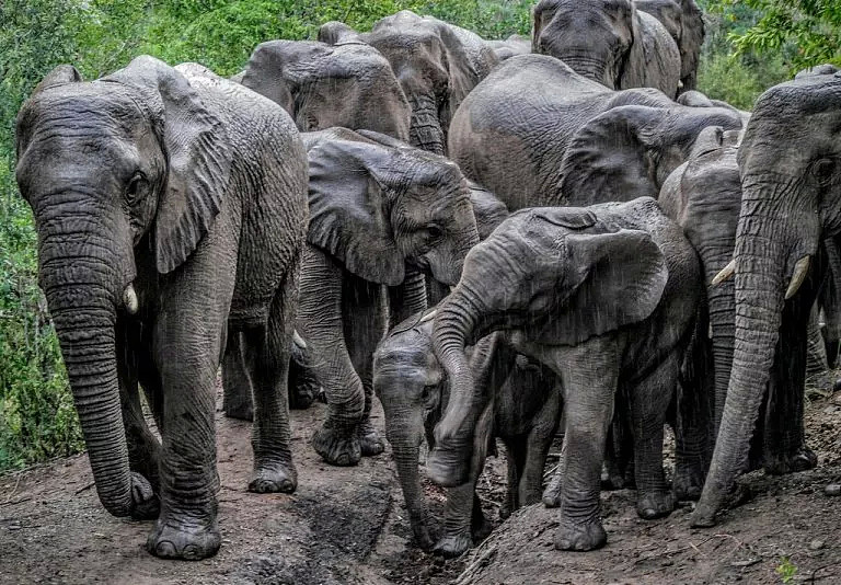 动物比人更懂爱！他从枪口救下7头大象，如今21头大象为他送葬！（视频/组图） - 34