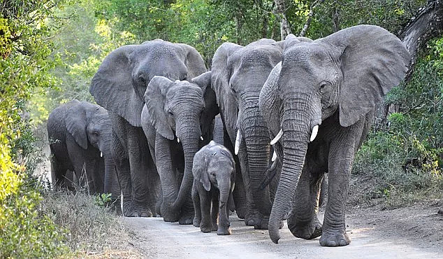 动物比人更懂爱！他从枪口救下7头大象，如今21头大象为他送葬！（视频/组图） - 35