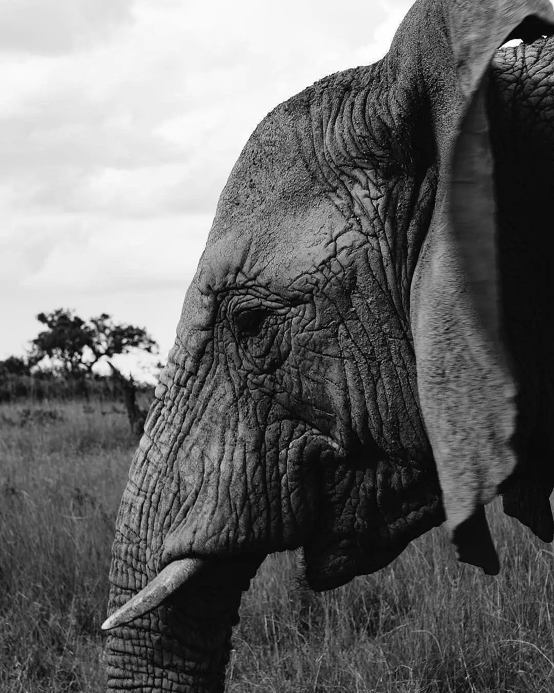 动物比人更懂爱！他从枪口救下7头大象，如今21头大象为他送葬！（视频/组图） - 37