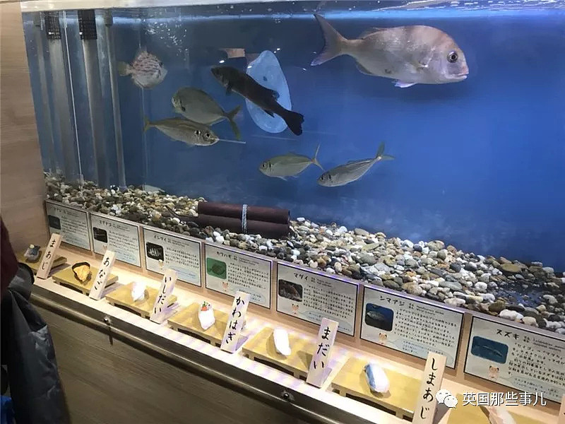 水族馆在活鱼虾蟹旁边摆起同款寿司…这是什么寓教于饿的骚操作？（组图） - 5