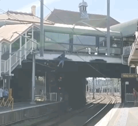 突发！悉尼城铁车站惊现“蜘蛛侠”，男子爬上电缆致使列车停运！（视频/图） - 9