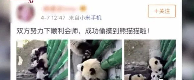 熊猫会碰瓷！是的，大学生偷摸大熊猫惹众怒后，其母这样回应（视频/组图） - 1