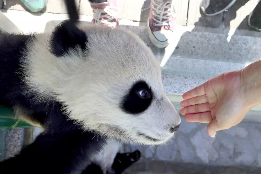 熊猫会碰瓷！是的，大学生偷摸大熊猫惹众怒后，其母这样回应（视频/组图） - 2