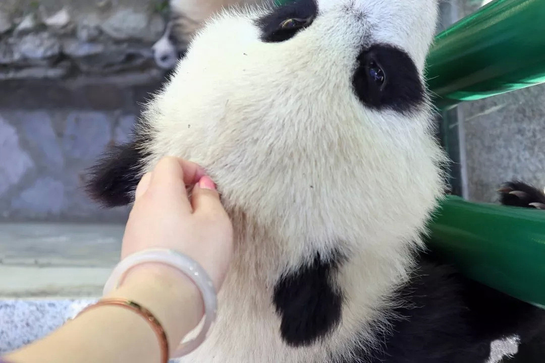 熊猫会碰瓷！是的，大学生偷摸大熊猫惹众怒后，其母这样回应（视频/组图） - 3