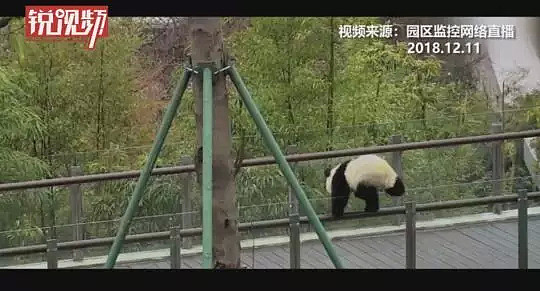 熊猫会碰瓷！是的，大学生偷摸大熊猫惹众怒后，其母这样回应（视频/组图） - 9
