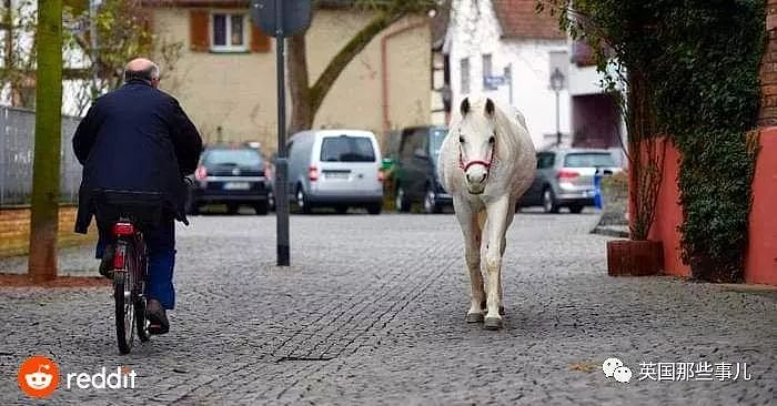 一匹白马在街头翩然行走…背后是一篇爱情故事（组图） - 2
