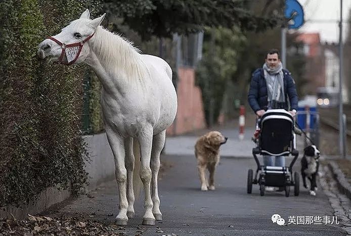 一匹白马在街头翩然行走…背后是一篇爱情故事（组图） - 4