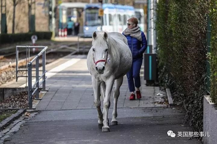 一匹白马在街头翩然行走…背后是一篇爱情故事（组图） - 11