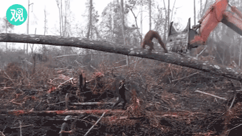 印尼森林砍伐现场，红毛猩猩挥拳猛击挖掘机（视频/图） - 1