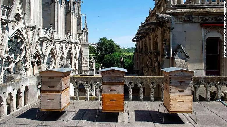 18万只蜜蜂躲过大火，巴黎为何在古建屋顶养蜂？（组图） - 1