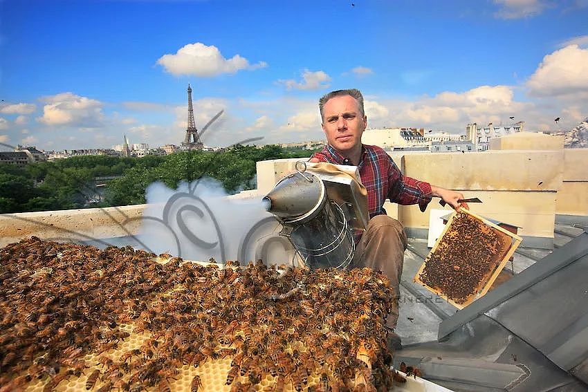 18万只蜜蜂躲过大火，巴黎为何在古建屋顶养蜂？（组图） - 3