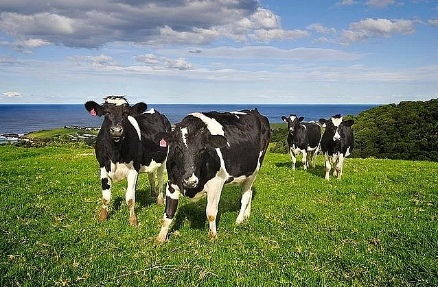 牛奶产量急剧下滑 专家警告澳洲或变为乳品进口国 - 2
