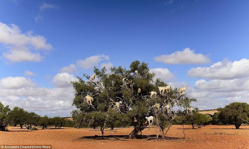 摩洛哥那些站树上的山羊，居然是骗局一场？（组图） - 1