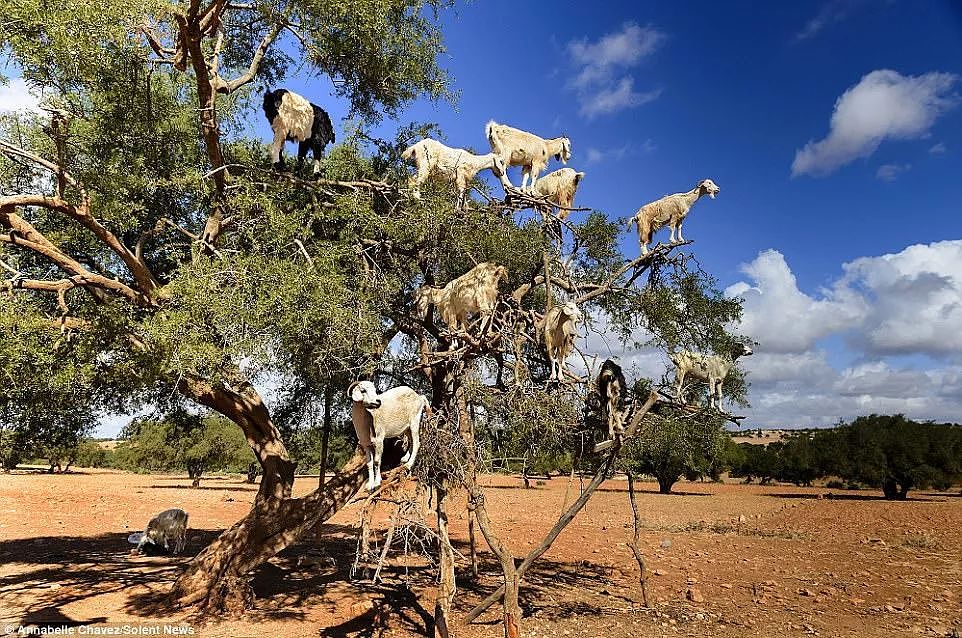 摩洛哥那些站树上的山羊，居然是骗局一场？（组图） - 3