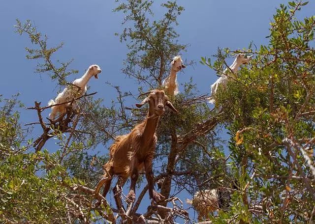 摩洛哥那些站树上的山羊，居然是骗局一场？（组图） - 4