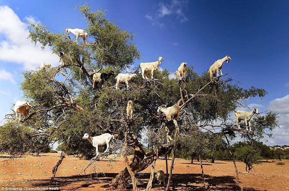 摩洛哥那些站树上的山羊，居然是骗局一场？（组图） - 8