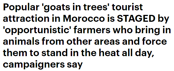 摩洛哥那些站树上的山羊，居然是骗局一场？（组图） - 9