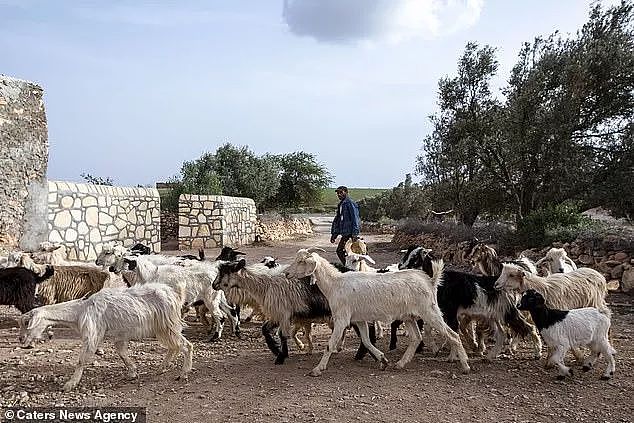 摩洛哥那些站树上的山羊，居然是骗局一场？（组图） - 14