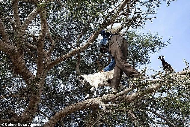 摩洛哥那些站树上的山羊，居然是骗局一场？（组图） - 16