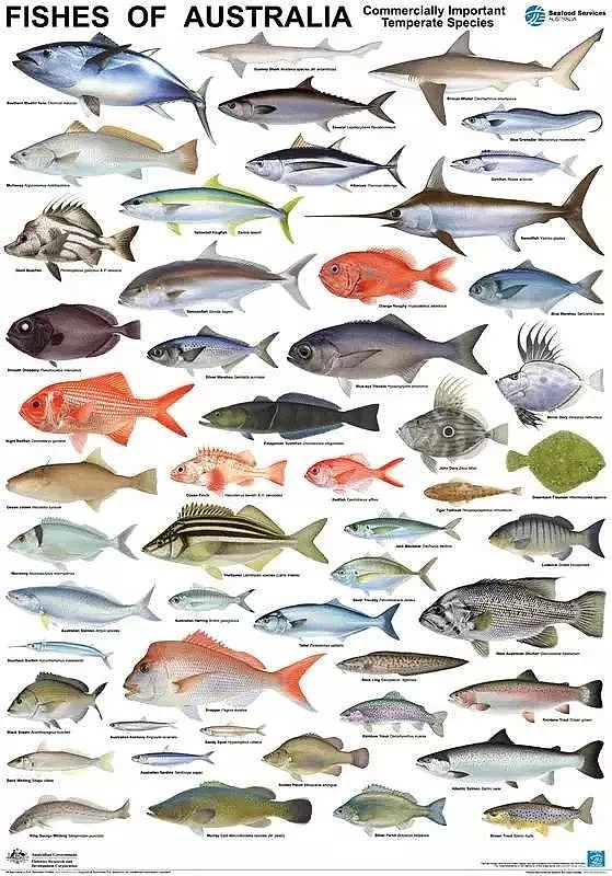 澳洲鱼市上鱼类品种繁多，究竟怎么吃？很多华人一头雾水…（视频） - 6