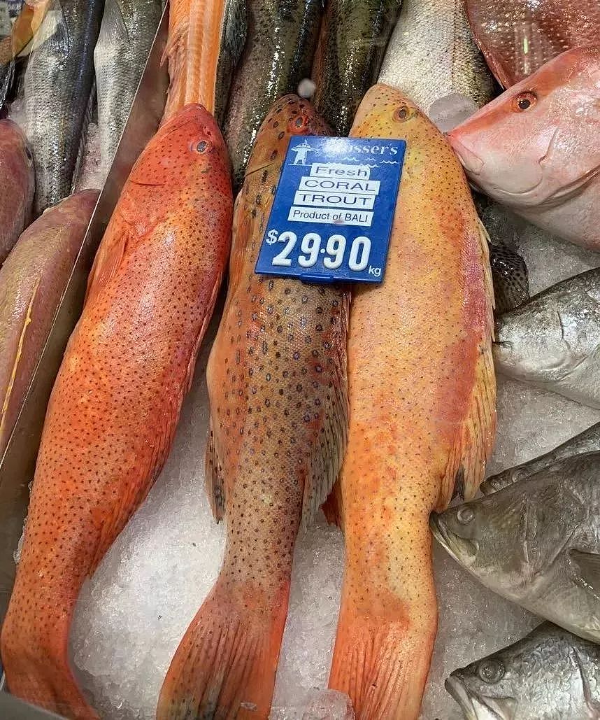 澳洲鱼市上鱼类品种繁多，究竟怎么吃？很多华人一头雾水…（视频） - 8