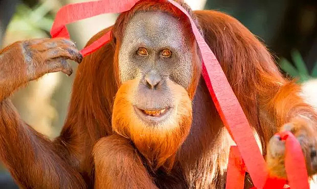 笑糊了！一只猩猩从墨尔本动物园“越狱”，导致动物园关门 - 2