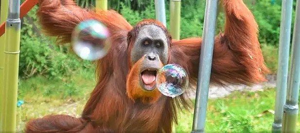 笑糊了！一只猩猩从墨尔本动物园“越狱”，导致动物园关门 - 4