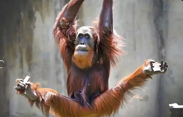 笑糊了！一只猩猩从墨尔本动物园“越狱”，导致动物园关门 - 6