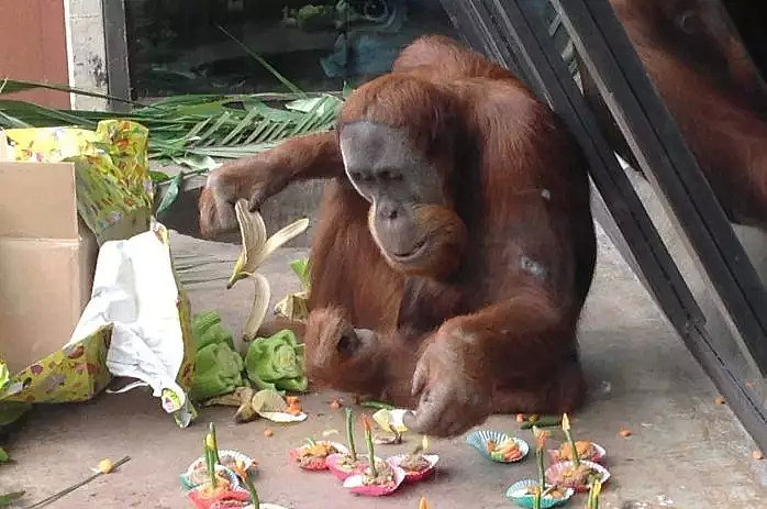 笑糊了！一只猩猩从墨尔本动物园“越狱”，导致动物园关门 - 7
