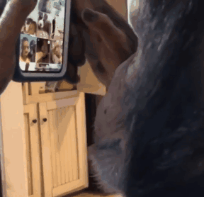 笑糊了！一只猩猩从墨尔本动物园“越狱”，导致动物园关门 - 9