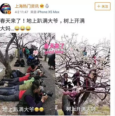 快看，树上挂满中国大妈！“中国式赏花”刷屏，折枝、摇花雨，遭外媒讥讽！（组图） - 2
